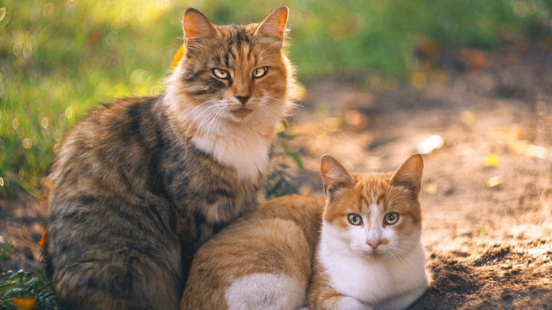 全数字化赛车：未来赛场的智能化趋势，数字化赛道是什么