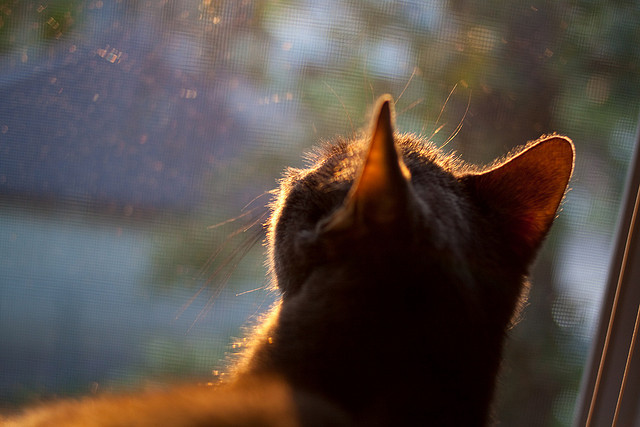 台球运动的跨界融合：音乐、科技与体育联动，引领台球时尚