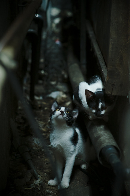 爱游戏娱乐-团队精神：冠军车队的铁血纪律，车队团结力量大