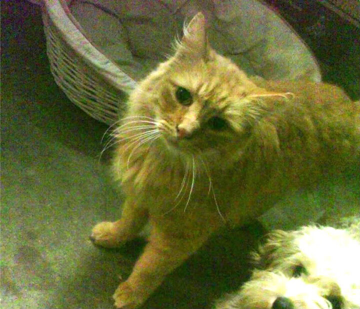 爱游戏在线娱乐官网-意甲豪门演绎精彩对决，球员表现令人惊叹，意甲豪门球队